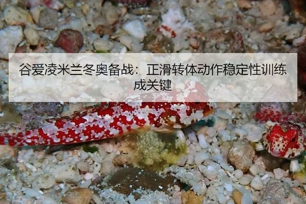 gu-ai-ling-mi-lan-dong-ao-bei-zhan-zheng-hua-zhuan-ti-dong-zuo-wen-ding-xing-xun-lian-cheng-guan-jian-2-414.jpg
