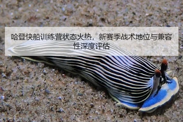 哈登快船训练营状态火热，新赛季战术地位与兼容性深度评估